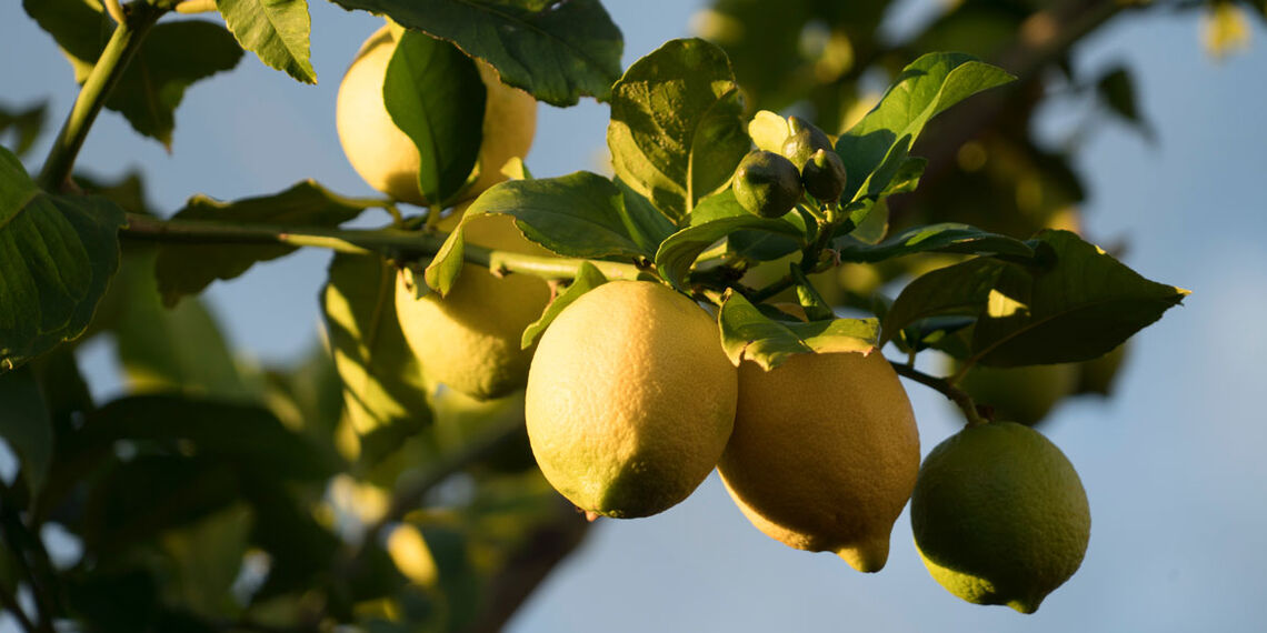 Recette des raviolis aux citrons par Luisa Inversi
